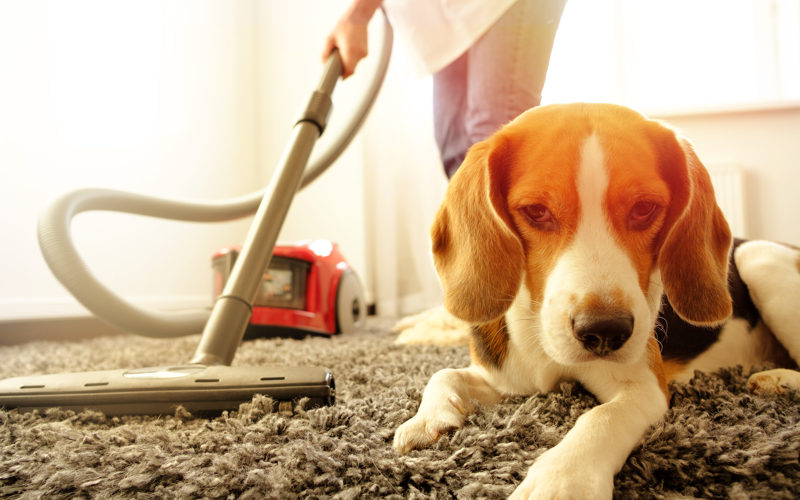 Ways to get dog hair our of carpet