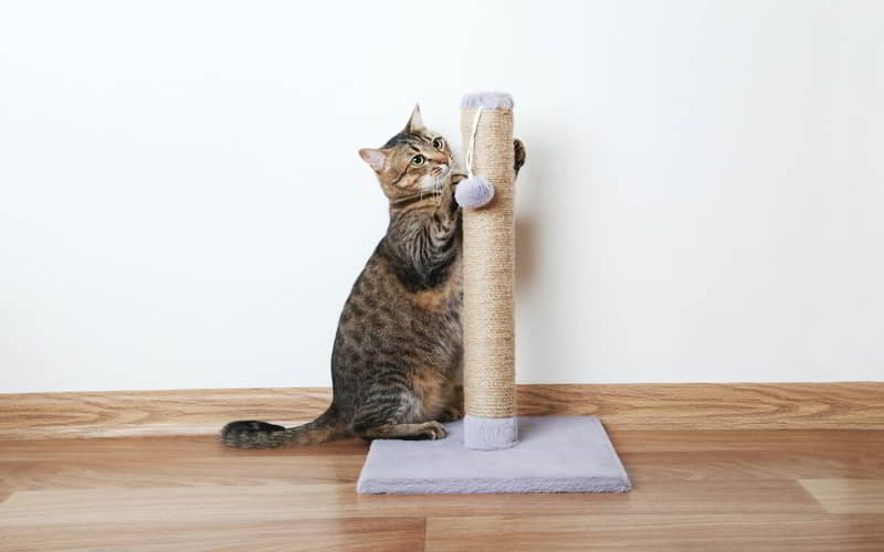 Ways to Prevent Cats from Scratching Your Carpet