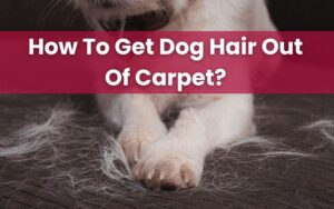 ways to get dog hair out of carpet