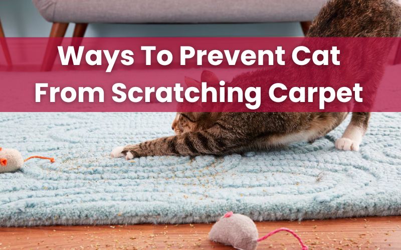 prevent cat from scratching carpet