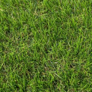 Stamford 40mm Artificial Grass